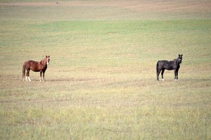 הרווח שבין סוס לסוסה